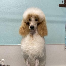 Melody - Poodle