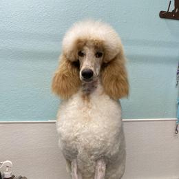 Melody - Poodle
