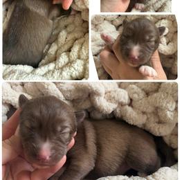 Bloom - Red and white female Siberian Husky puppy in Florence, Kentucky from Moonlight Howl Huskies
