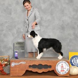 Lexi - Miniature American Shepherd