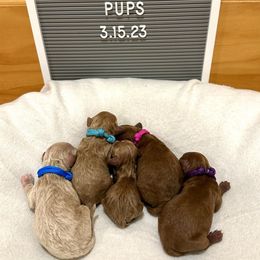 Cavapoo puppies from Campbell's Cavapoos