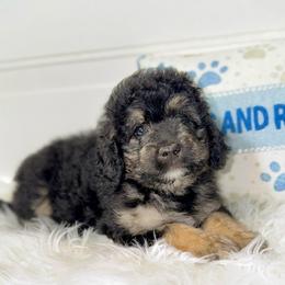 Glory - Wavy Coat - Tri-color female Bernedoodle puppy in Beecher, Illinois from Erica’s Doodles