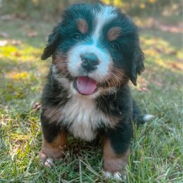 Big X - Tri-color male Bernese Mountain Dog puppy in Alabama from Dogwood Creek Bernese
