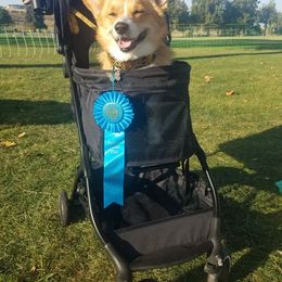 Pembroke Welsh Corgi Puppies from Outlands Corgis