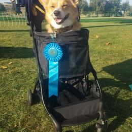 Pembroke Welsh Corgi Puppies from Outlands Corgis