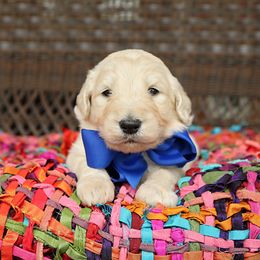 Australian Labradoodle, Bernedoodle, and Goldendoodle Puppies from Golden Fields Doodles
