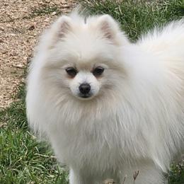 Pomeranians from Heart Of Texas Pom's