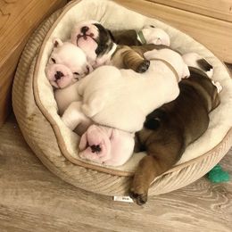 Bulldog Puppies from Adora Bulldogs