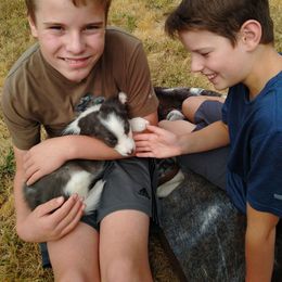 Border Collie Puppies from Cascade Sun Kennels