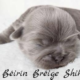 AKC Blue Based Lavender Female - Lilac female Shih Tzu puppy in Middle Grove, New York from Beirin Breige Shih Tzus