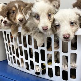 Aussiedoodle and Australian Shepherd Puppies from RoseWest Farms