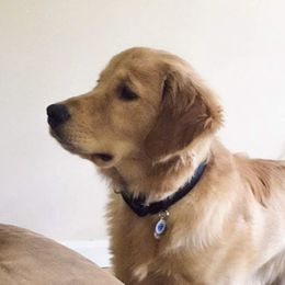 French Bulldog, Goldendoodle, and Golden Retriever Puppies from Crystal Coast Kennels, LLC