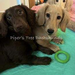 Dachshund Puppies from Piper’s Tree Dachshunds