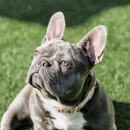 Zelda - French Bulldog