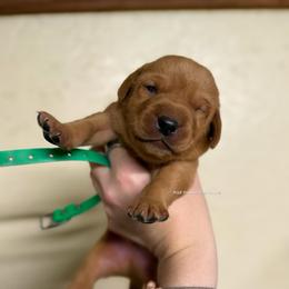 Green - Yellow male Labrador Retriever puppy in Gillete, Wyoming from Red Prairie Retrievers