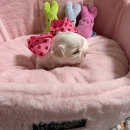 Pearl - Fawn and white female Chihuahua puppy in Brooksville, Florida from Daystars Chihuahuas