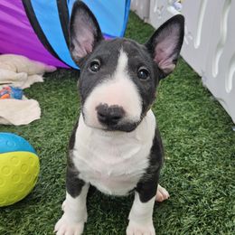 Girl 3 Ducky - Black brindle and white Miniature Bull Terrier puppy in Hollywood, Florida from Mini Bull Lane