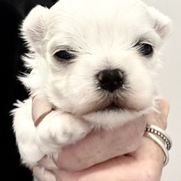 Boy 2 - male Maltese puppy in Phoenix, Arizona from Bella Dolce Maltese