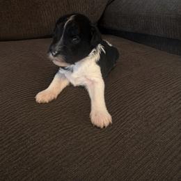 Faery - Black and white female Cavapoo puppy in Blanchard, Oklahoma from Curly Q Cavapoos