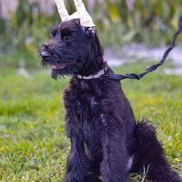 Giant Schnauzer Puppies from Giant Strides Giants