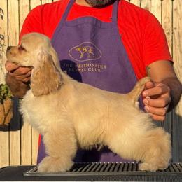 Miles - Buff male Cocker Spaniel puppy in Rialto, California from Arquivolta Cockers