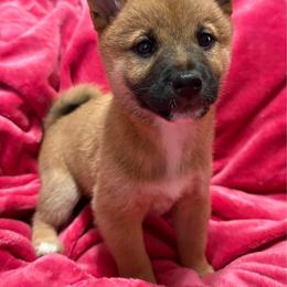 Queen Elizabeth the 1st - Red female Shiba Inu puppy in Las Vegas, Nevada from AKZ Shiba Inus