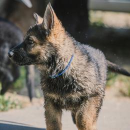 Blue - Sable male German Shepherd puppy in Rolling Hills, Wyoming from Wyohaus German Shepherds