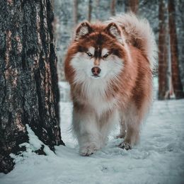Siberian Husky puppies from Hill Top Huskies