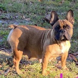 Llana - French Bulldog