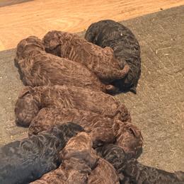 Brown Girl 4 - Brown female Poodle puppy in Wentworth, South Dakota from PaintersPreciousPoodles
