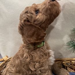 Goldendoodle Puppies from Colorado Dreamin Doodles