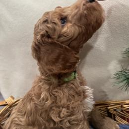 Goldendoodle Puppies from Colorado Dreamin Doodles