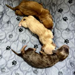 Dachshund puppies from Jeff & Joette