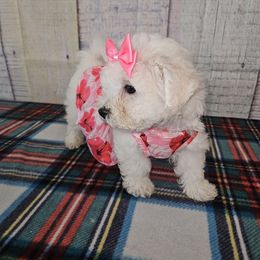 White girl - White and buff female Bichon Frise puppy in Lavon, Texas from Sissy’s Heavenly Paws