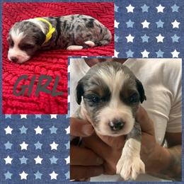 Girl 1 (sunshine) - Blue merle female Aussiedoodle puppy in Paradise, Texas from Diamond Z Poodles & Doodles