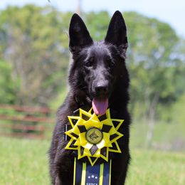 Salem - German Shepherd