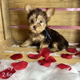 Yorkshire Terrier Puppies from Jennifer Gunn
