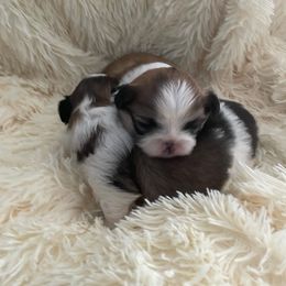 Pekingese Puppies from Della Serra Pekingese