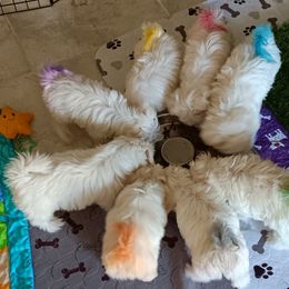 Maltese Puppies from SugarBellsMaltese