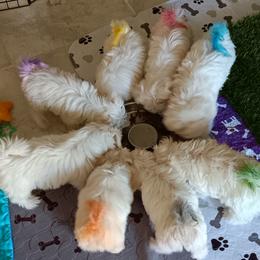 Maltese Puppies from SugarBellsMaltese