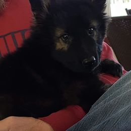 German Shepherd Puppies from Eisenkraft K9’s