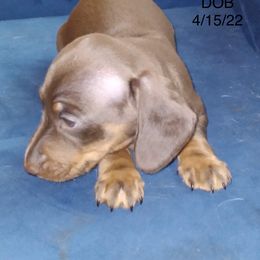 Dachshund Puppies from Linda Parcell