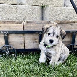 Miniature Schnauzer Puppies from Schnauzers on Robinson Lane