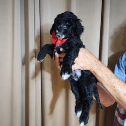 Bernedoodle Puppies from Doodles Divine Michigan