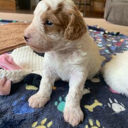 Koda - Parti male Poodle puppy in Haddam, Kansas from Golden B Acres