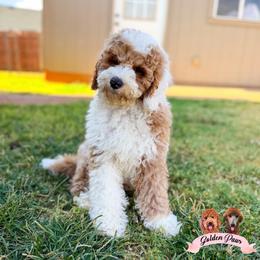 Banner - male Bernedoodle puppy in Clinton, Oklahoma from Golden Paws Fur Babies