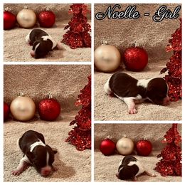 Havanese Puppies from Havareese Havanese