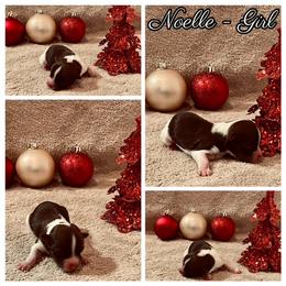 Havanese Puppies from Havareese Havanese