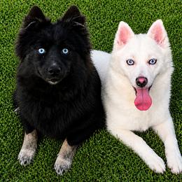 Pomsky puppies from Roark Pack Chihuahua's & Pomsky's