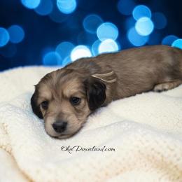 Vonwiggle bottom - Cream male Dachshund puppy in Oklahoma City, Oklahoma from OkieDoxieland Dachshunds